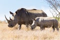 White rhinoceros with puppy, South Africa Royalty Free Stock Photo